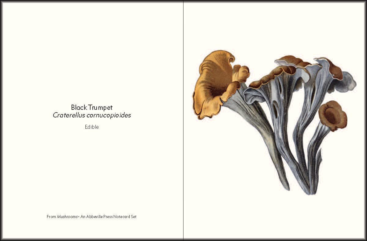 Mushroom Notecards