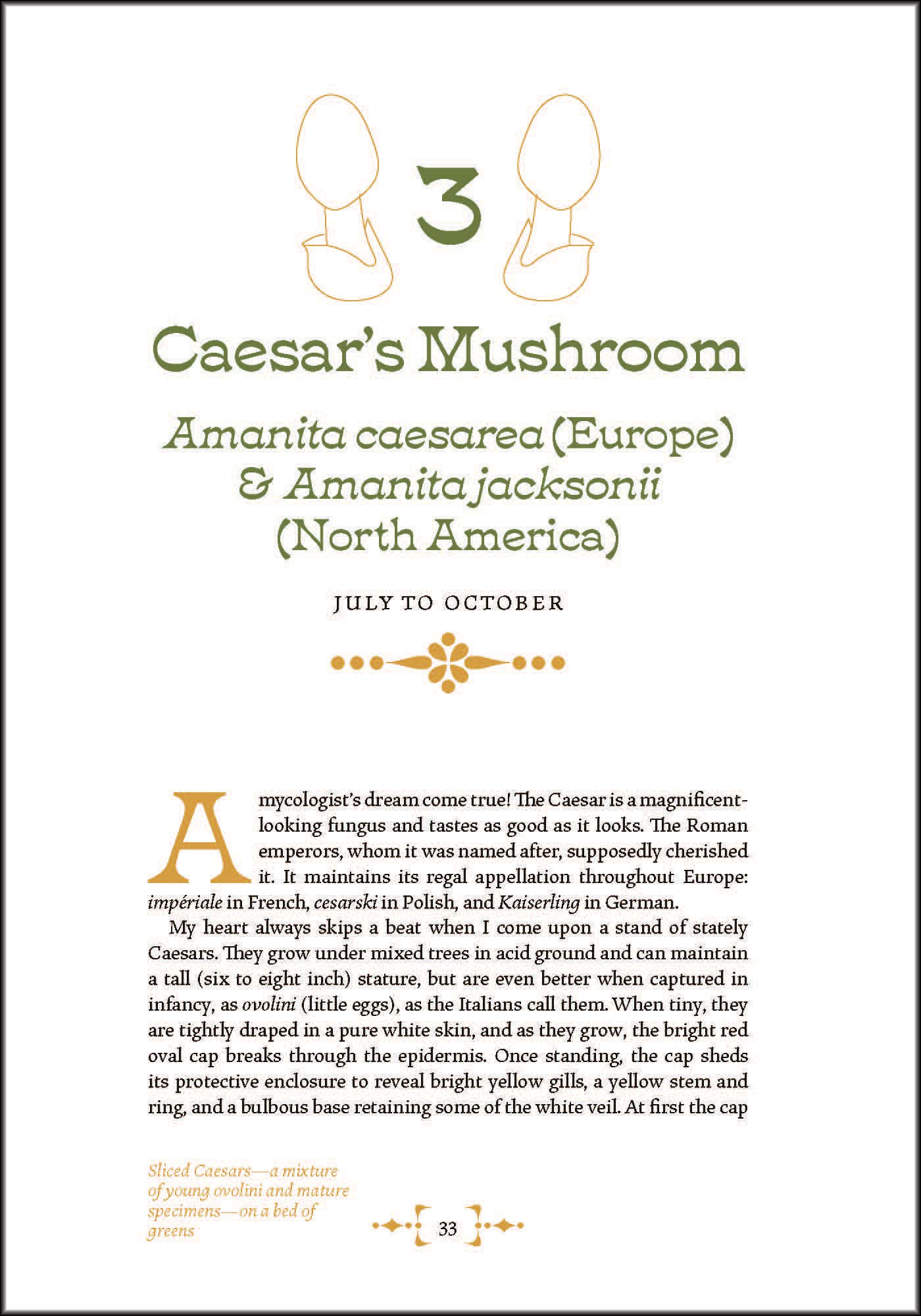 Mushroom Foraging and Feasting