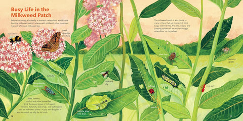 Monarch Butterflies