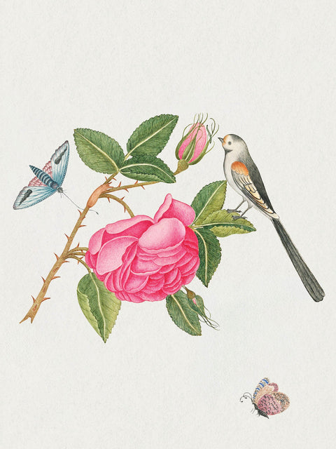 Flowers, Birds, & Butterflies Celebration Boxed Notecards