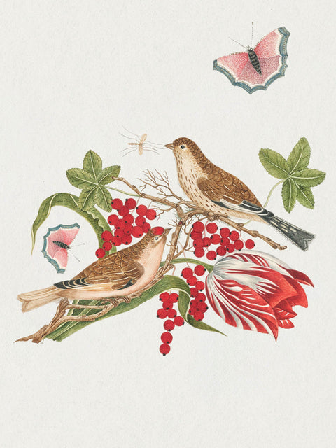 Flowers, Birds, & Butterflies Celebration Boxed Notecards