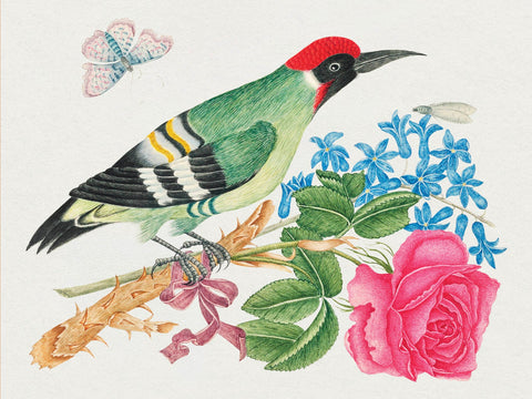 Flowers, Birds, & Butterflies Celebration Boxed Notecards