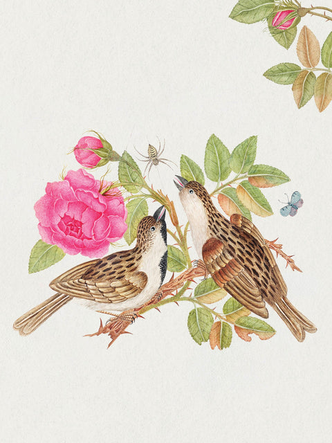 Flowers, Birds, & Butterflies Celebration Boxed Notecards