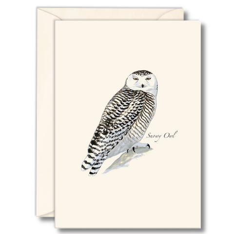 SIbley's Snowy Owl Nature Notes