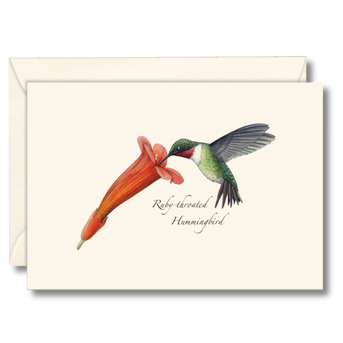 Ruby Throated Hummingbird at Flower