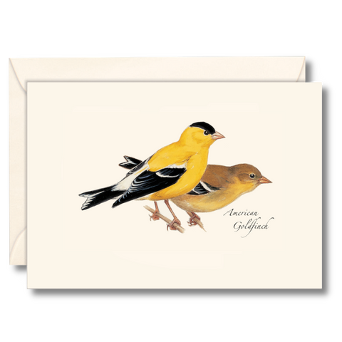 American Goldfinch Nature Notes