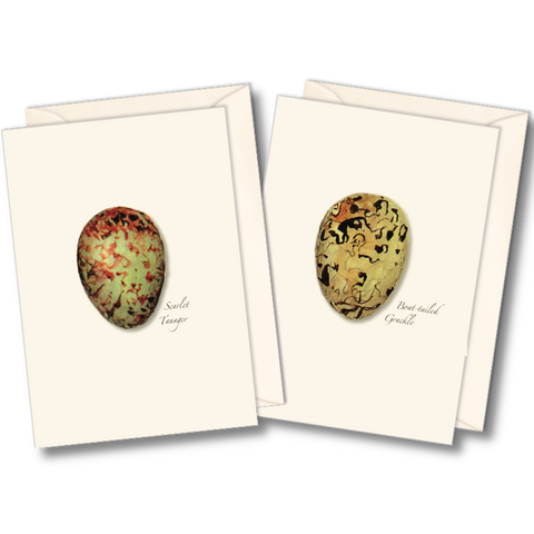 Bird Egg Nature Notes