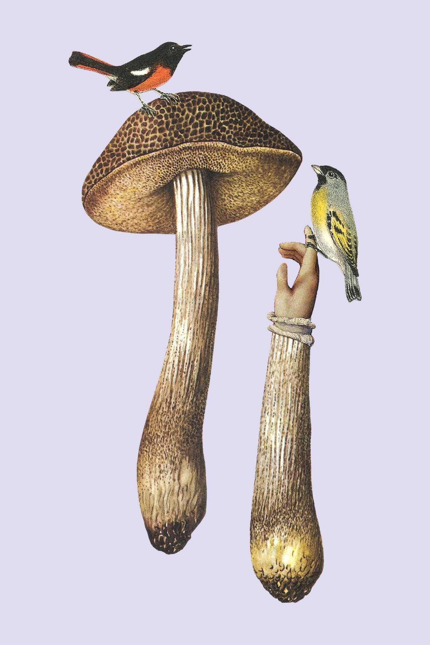 Fungi Collection Note Card Set