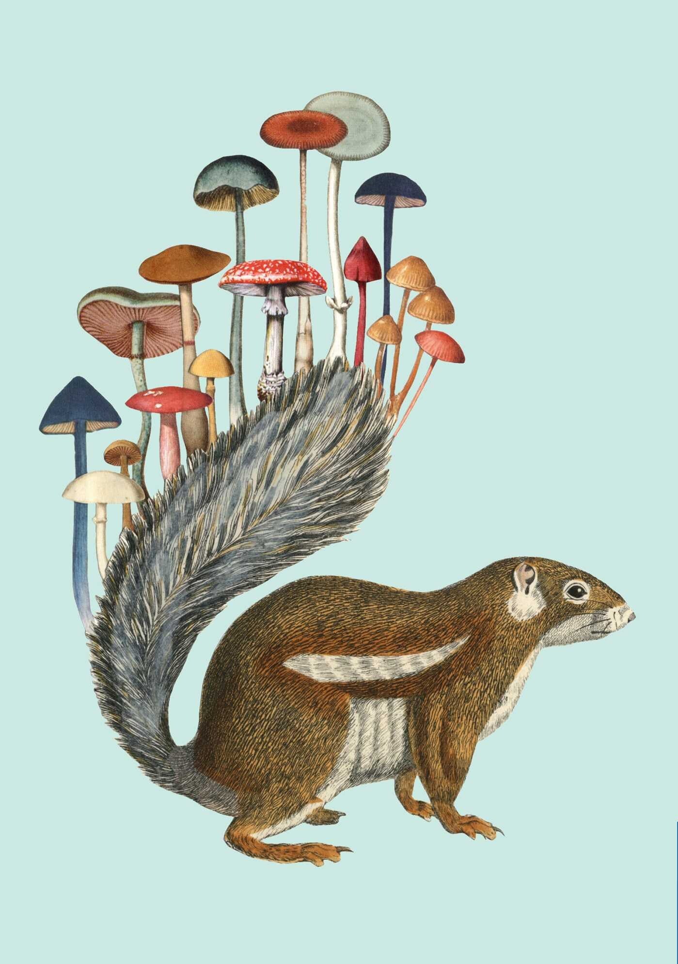 Fungi Collection Sewn Notebooks