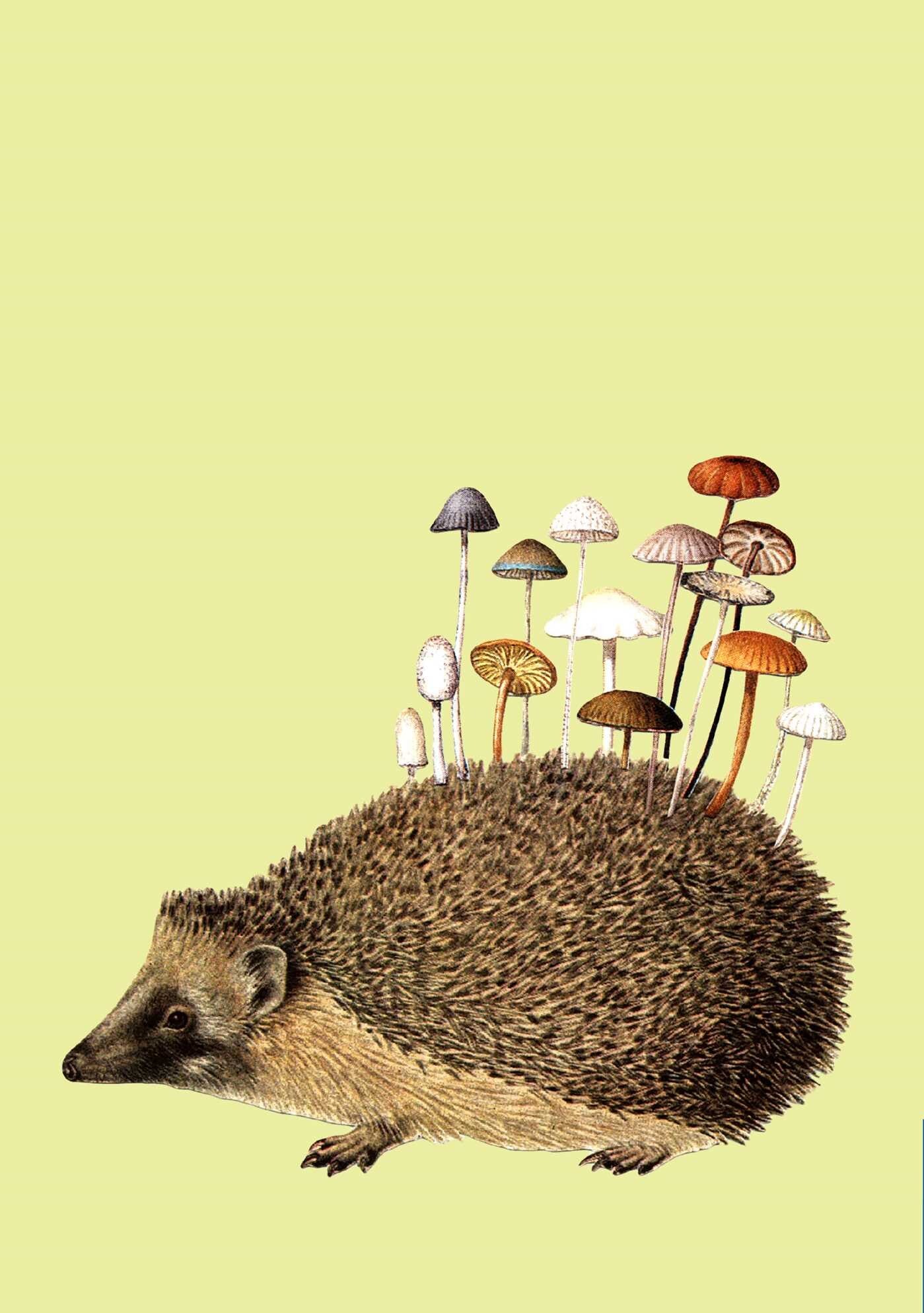 Fungi Collection Sewn Notebooks
