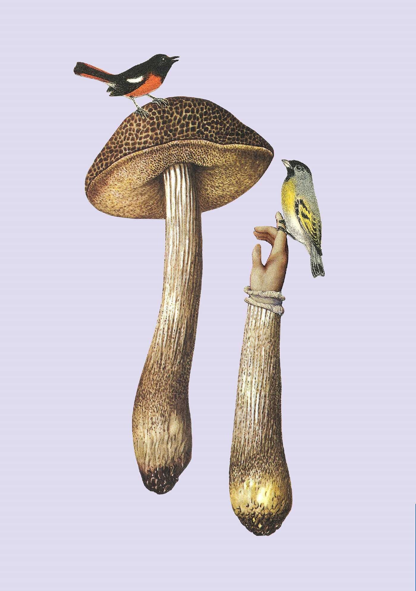 Fungi Collection Sewn Notebooks