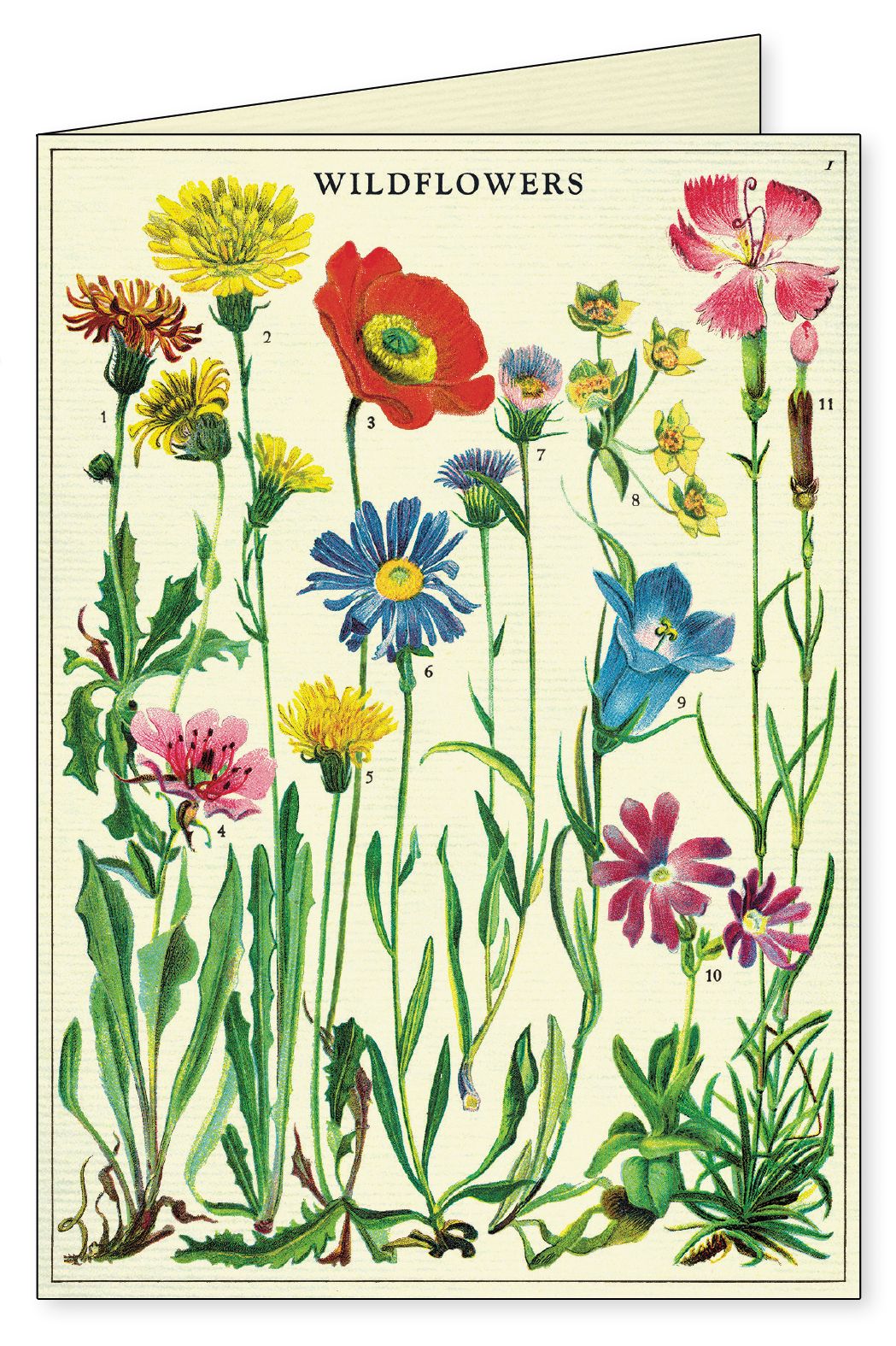 Wildflowers Boxed Notecards