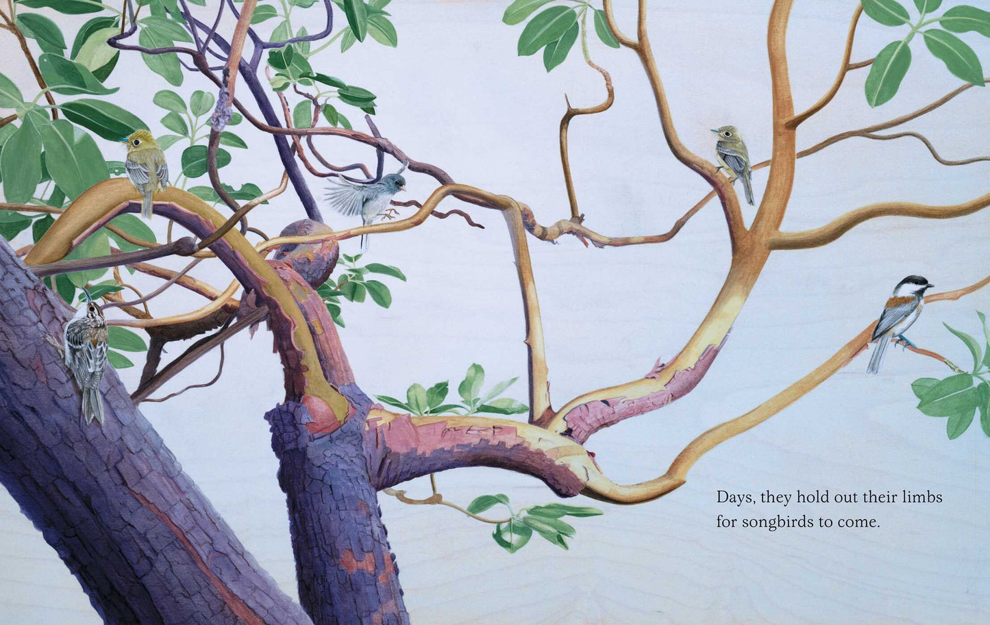 Trees '23