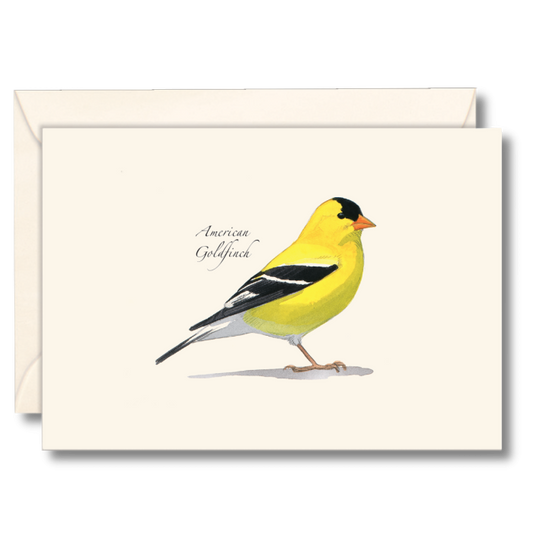 Sibley's American Goldfinch Nature Notes