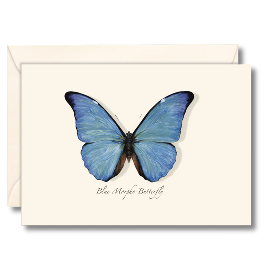 Blue Morpho Butterfly Nature Notes