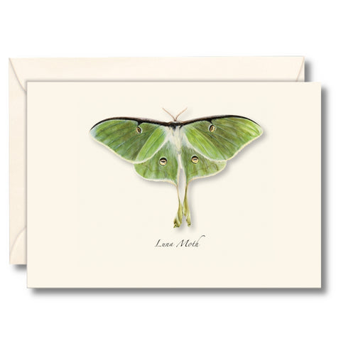 Luna Moth Nature Notes