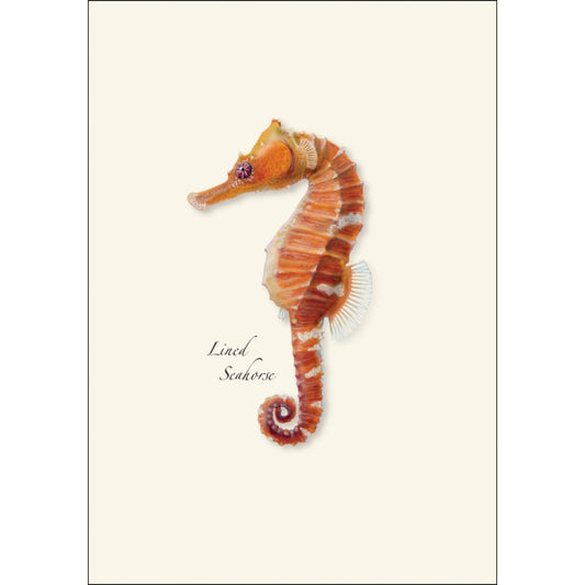 Seahorse Nature Notes