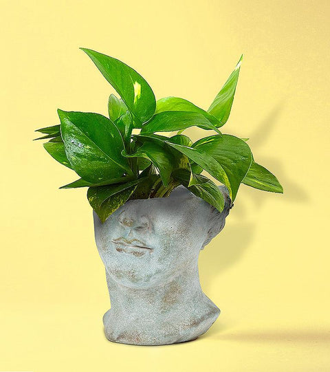 Cement head-shaped planter with a green plant on a yellow background