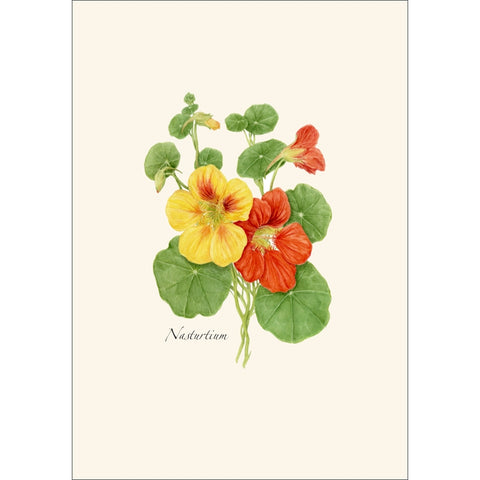 Nasturtium Nature Notes