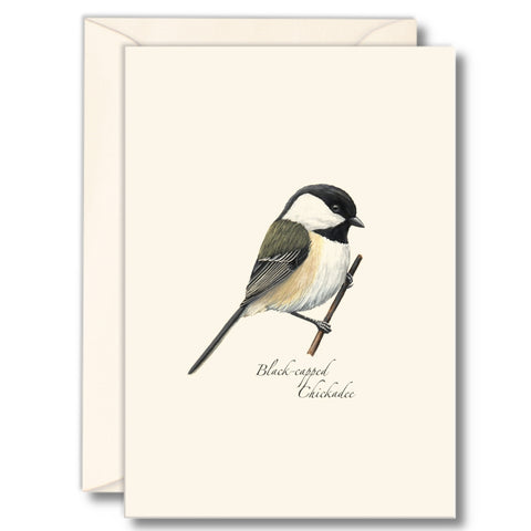 Black-Capped Chickadee Nature Notes