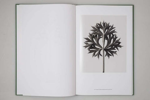 Karl Blossfeldt Masterworks