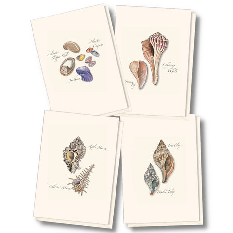 Seashell Nature Notes