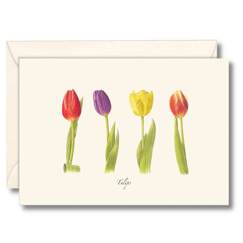 Tulip Nature Notes