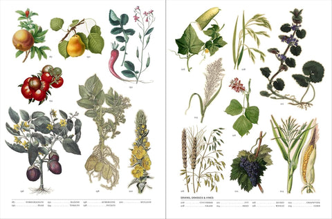Illustrations of various fruits, vegetables, and plants on a white background