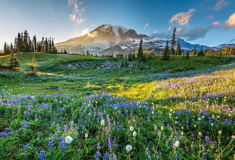 Wildflower Travel Book