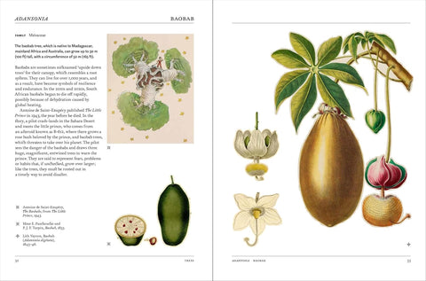 Illustrated book open to a page with botanical drawings of a plant and its parts.