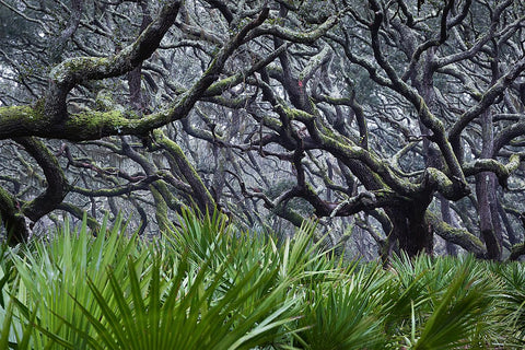 American Amazon: Ancient Forests and Living Waters of the Wild Southeastern US
