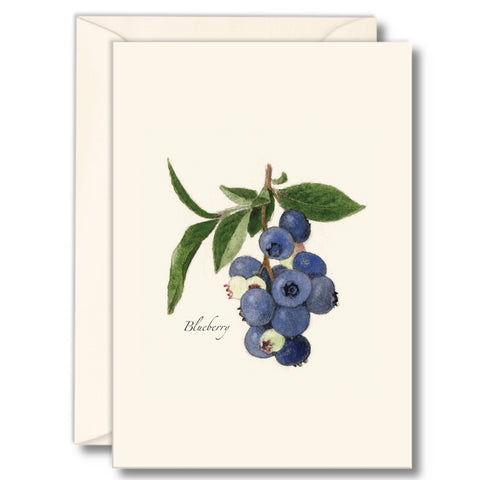 Blueberry Nature Notes