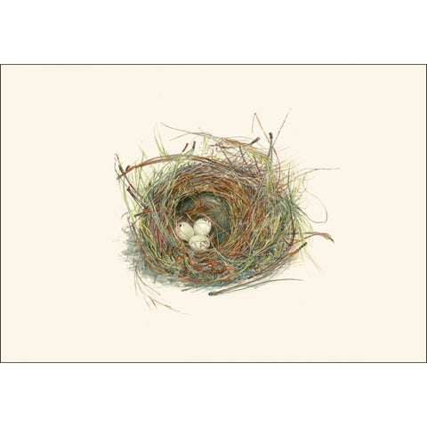 Eggs in Nest Nature Notes