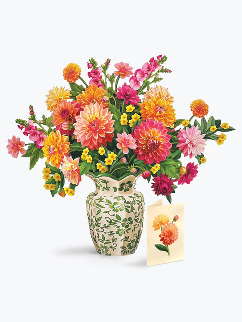 Dahlia Sunrise