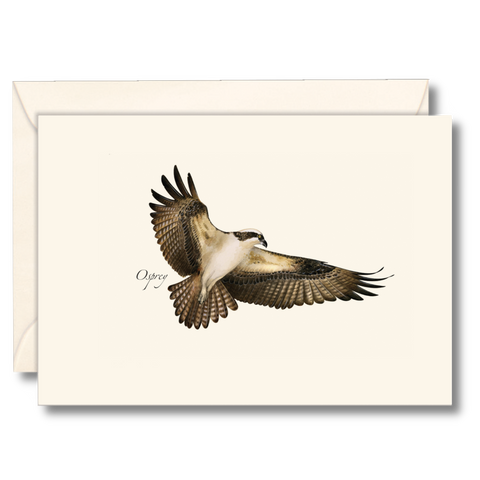 Osprey Nature Notes