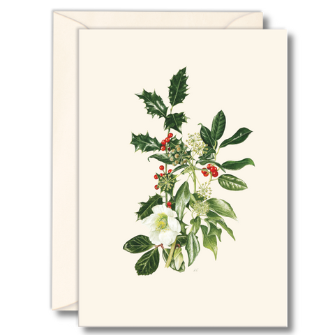 Hellebore and Holly Nature Notes