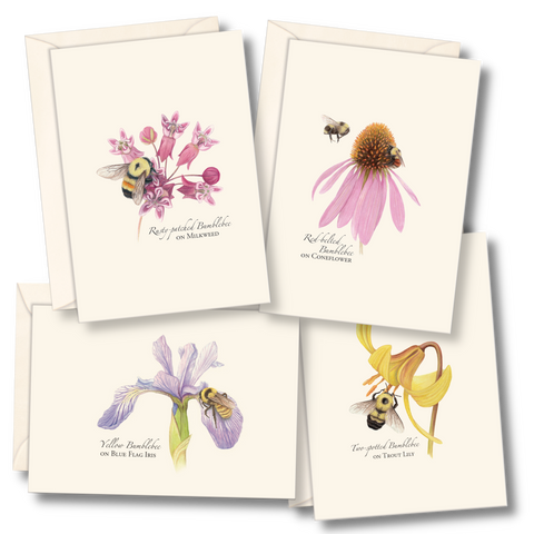 Bumblebee on Milkweed Nature Notes