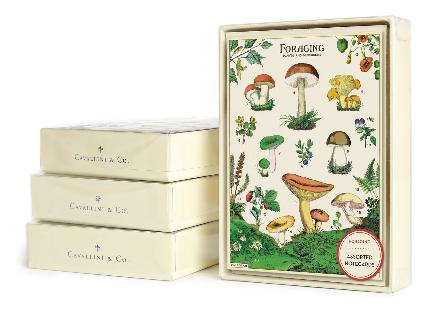 Foraging Boxed Notecards