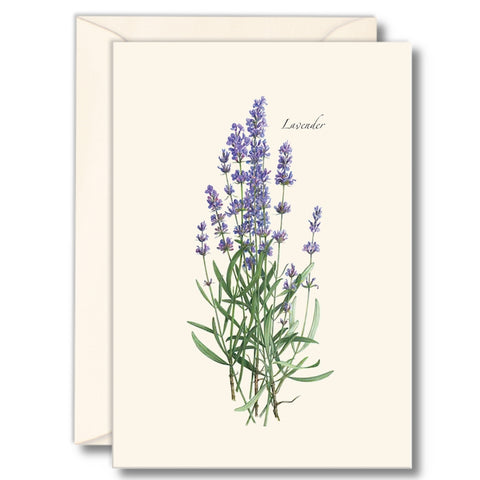 Lavender Nature Notes