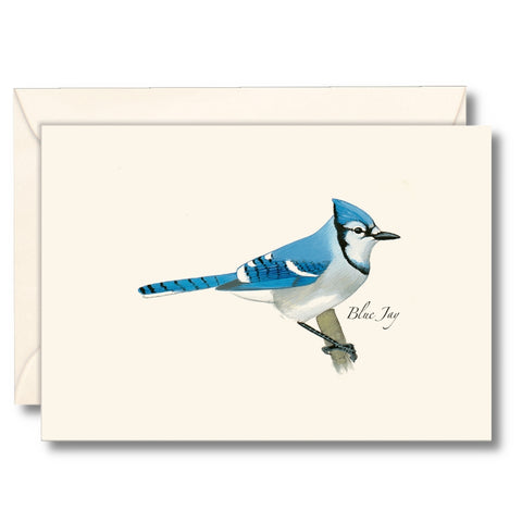 Blue Jay Nature Notes