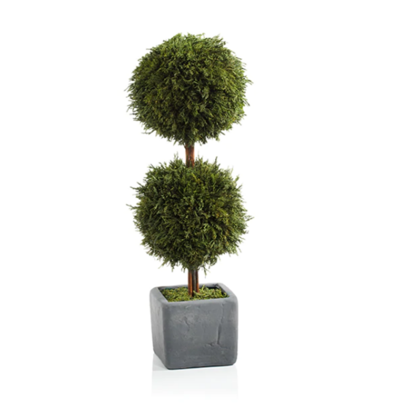 Cypress Double Topiary
