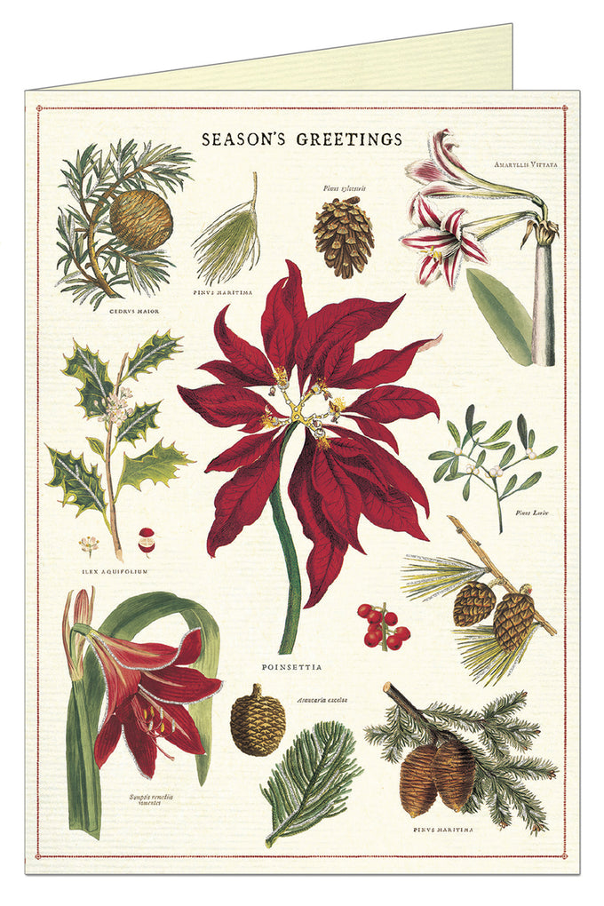 Christmas Botanical Boxed Notecards