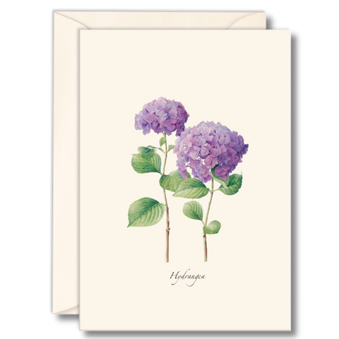 Hydrangea II Nature Notes