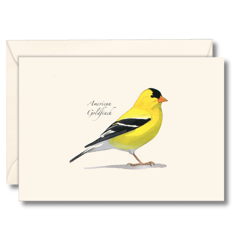 Sibley's American Goldfinch Nature Notes