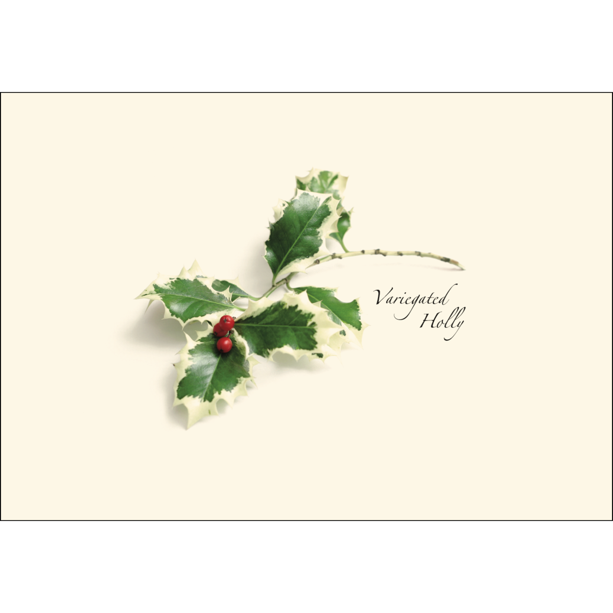 American Holly Nature Notes