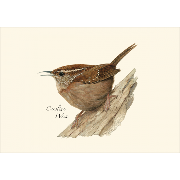 Carolina Wren Nature Notes