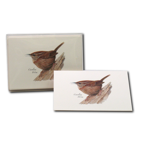 Carolina Wren Nature Notes